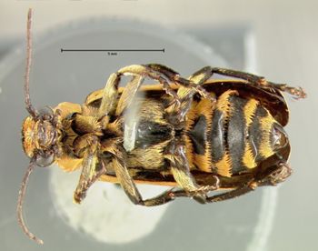 Media type: image;   Entomology 5095 Aspect: habitus ventral view